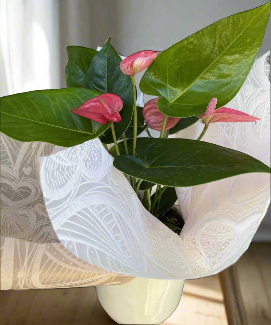 Anthurium plant