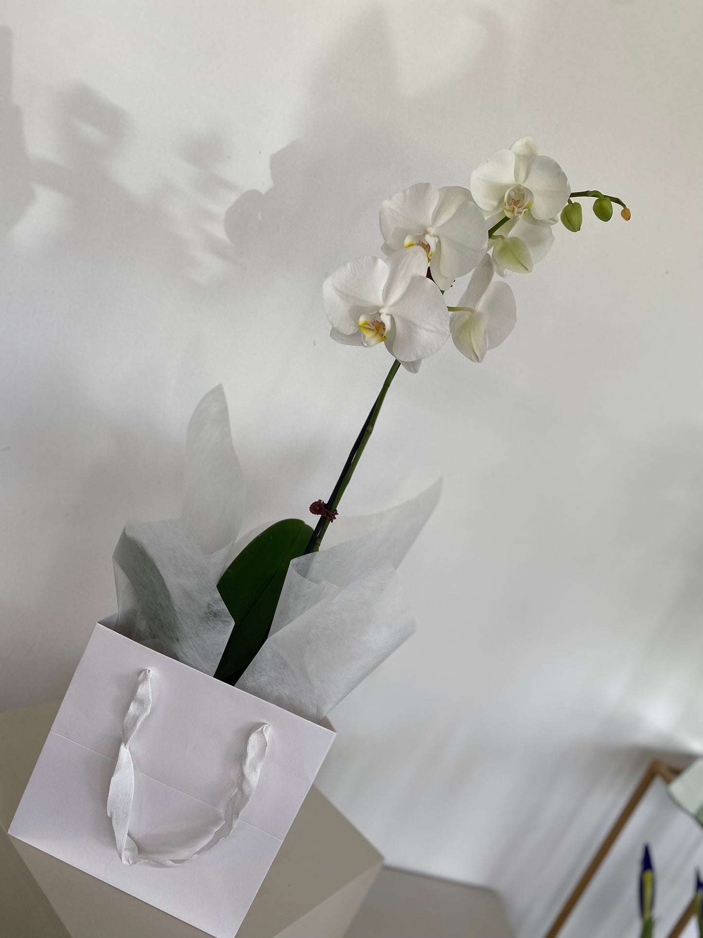 Phalaenopsis Orchid