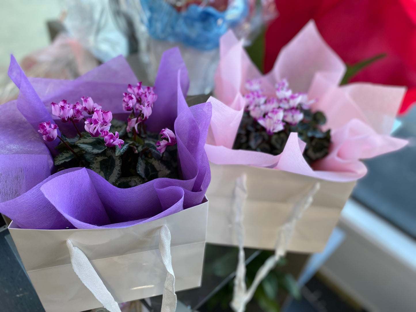 Cyclamen Gift Bag