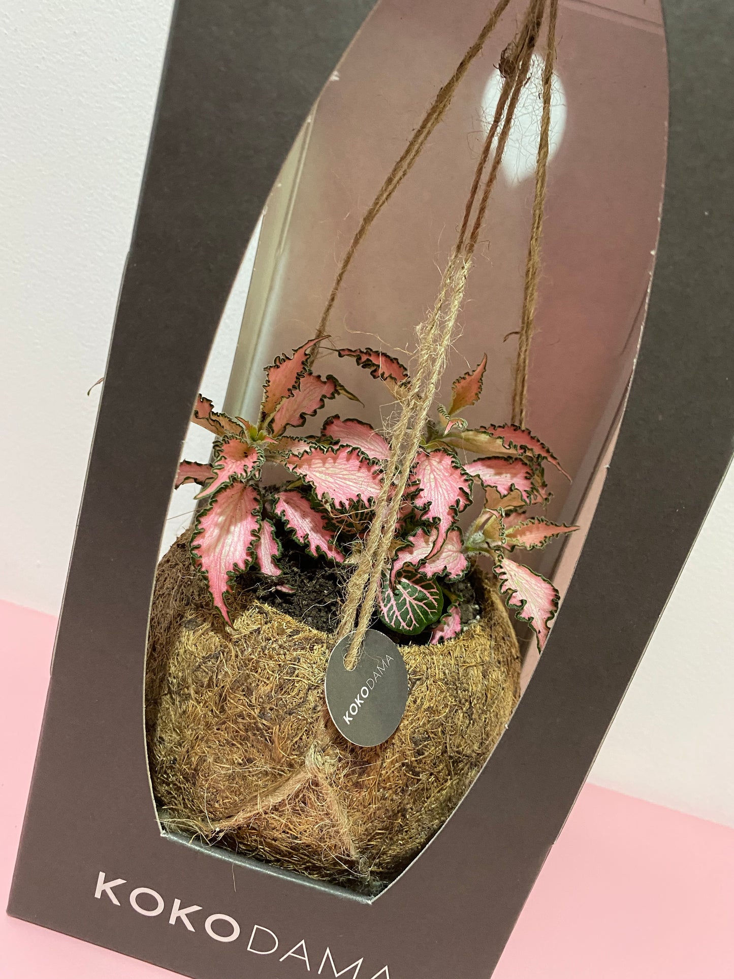 Kokodama hanging plant pink Fittonia