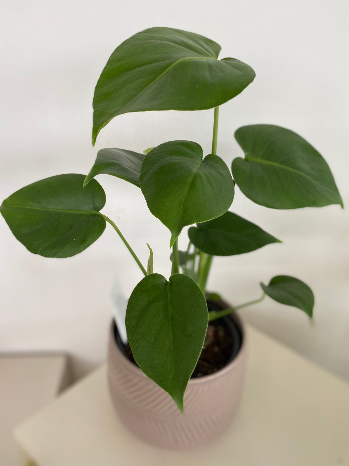 Monstera Deliciosa Plant