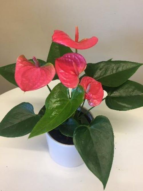 pink indoor plants nz Anthurium Plant | Indoor Plants Auckland