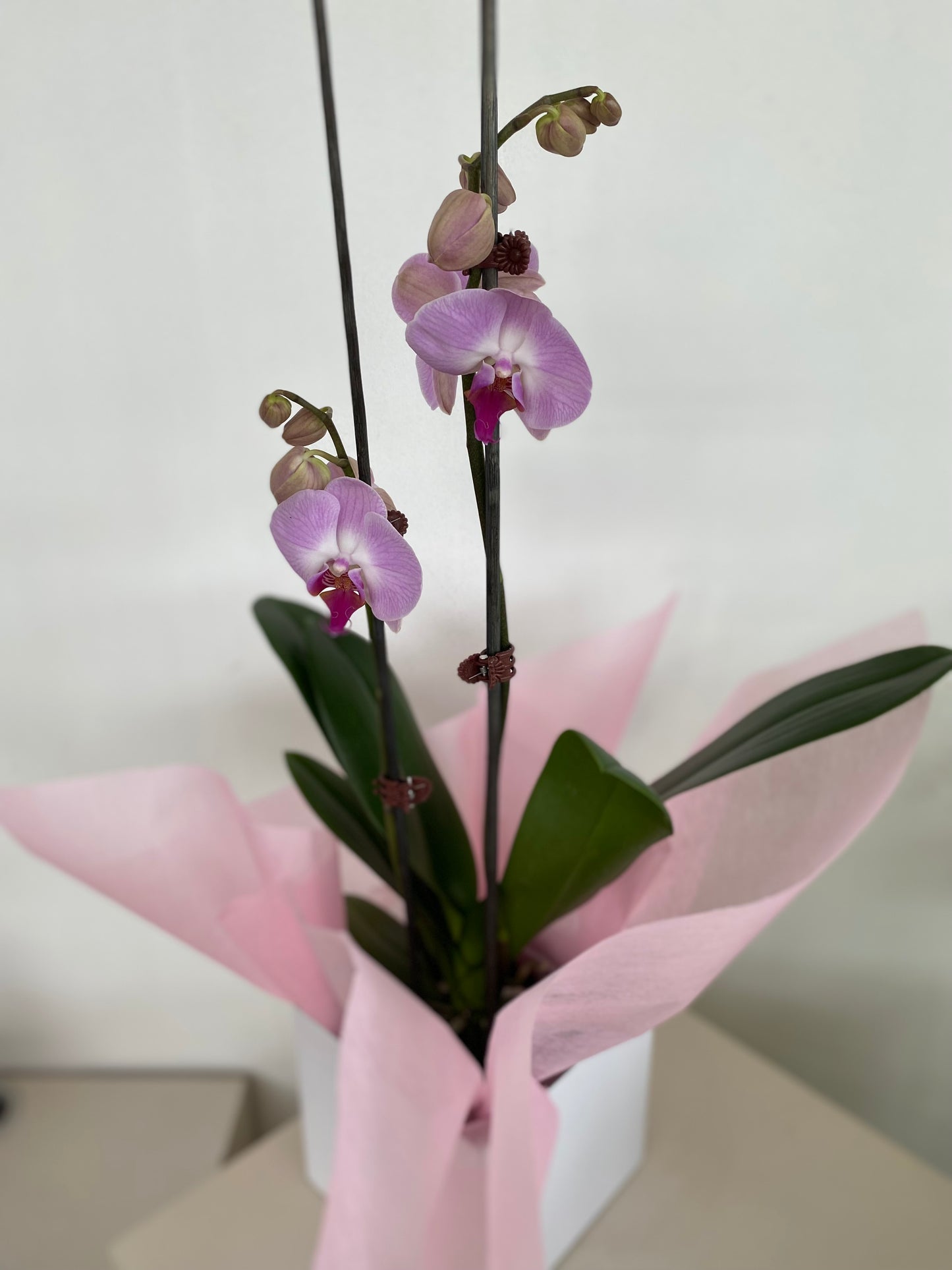 Pink Phalaenopsis Orchid
