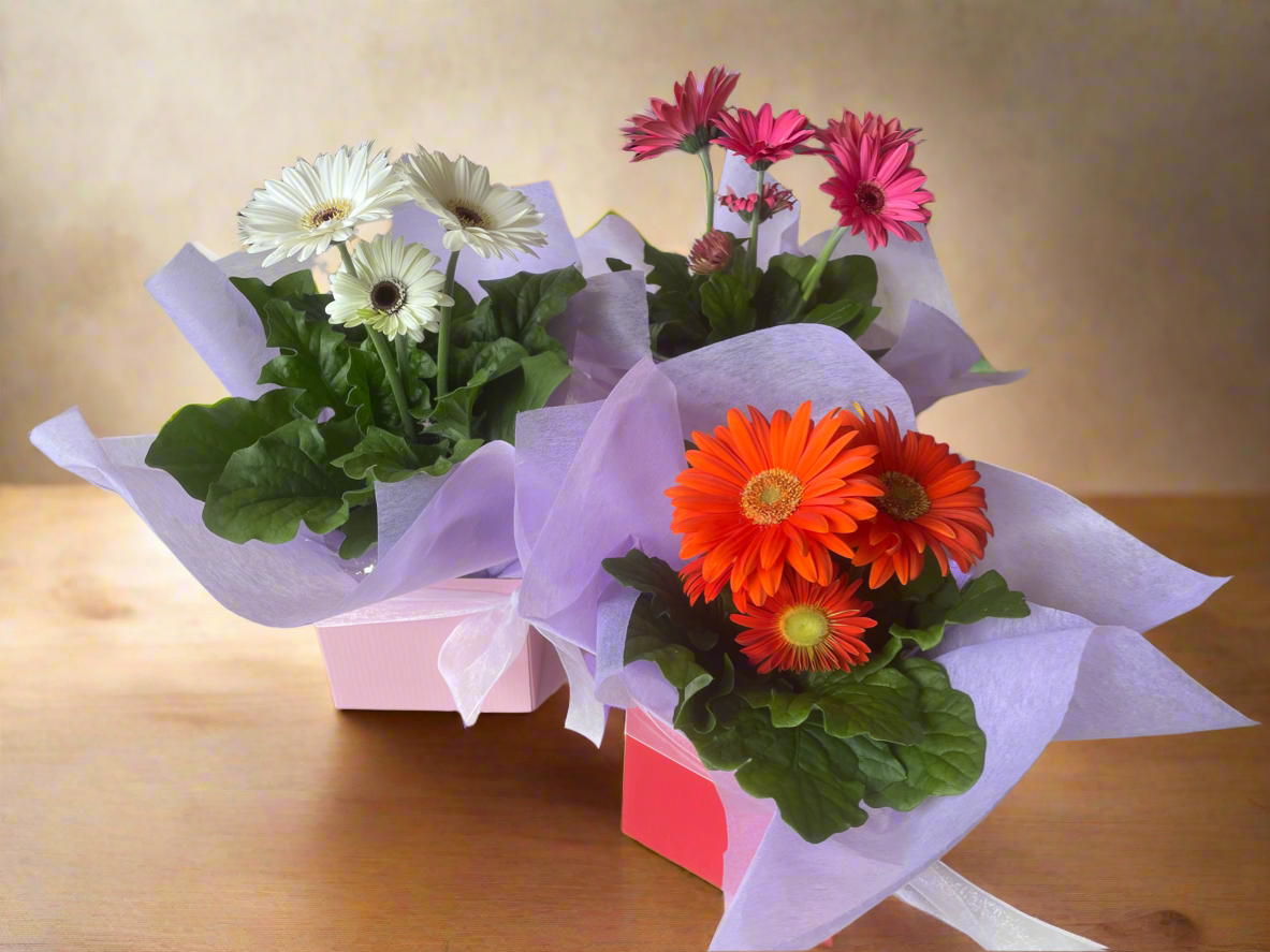 Gerbera Plant