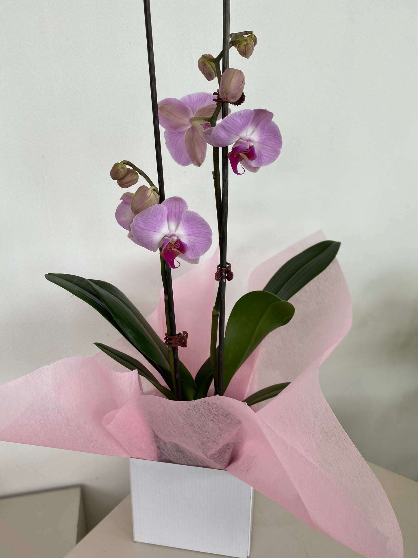 Pink Phalaenopsis Orchid