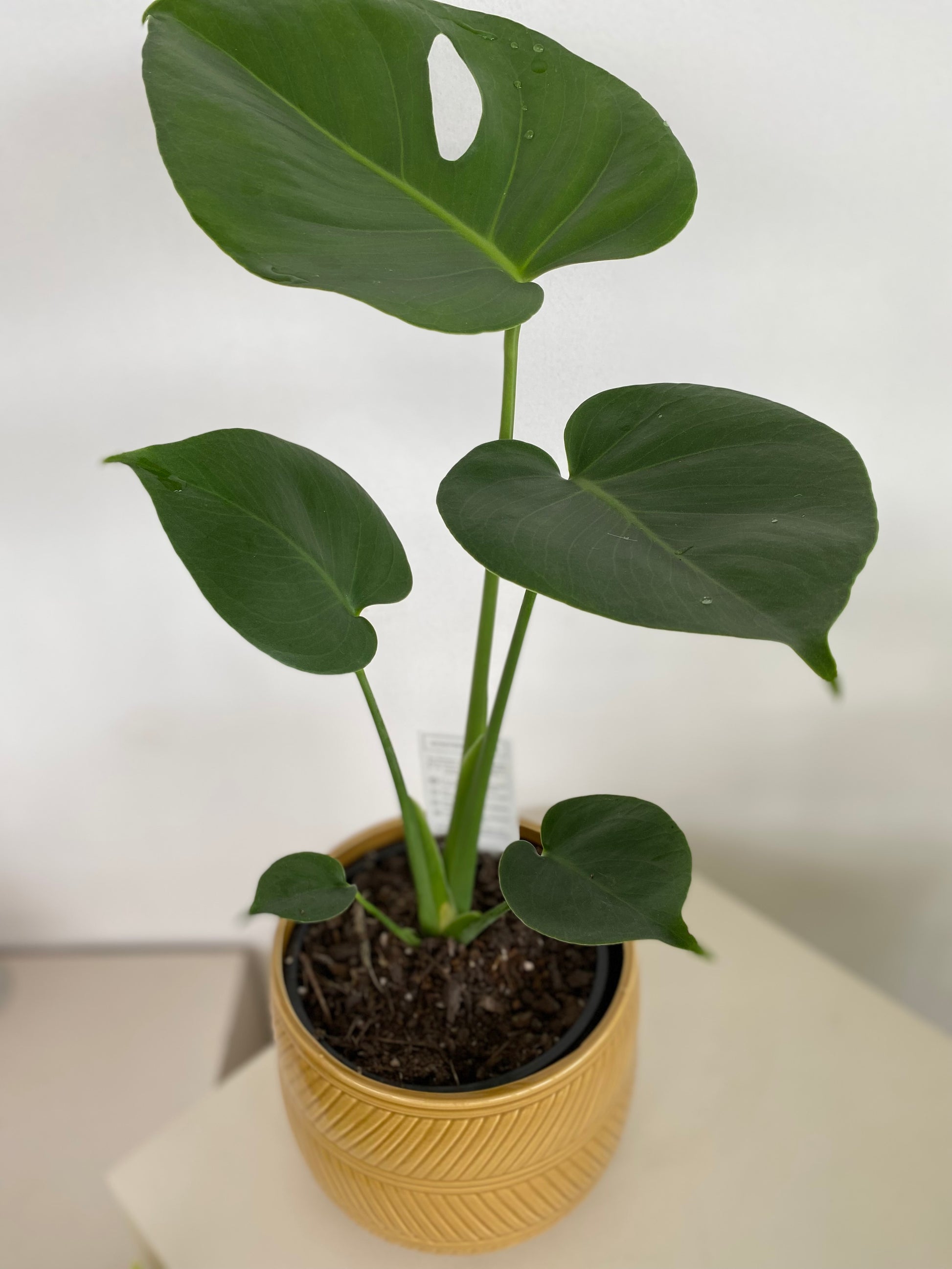 monstera plant nz Monstera Deliciosa Indoor Plant - Mother's Day Gift NZ
