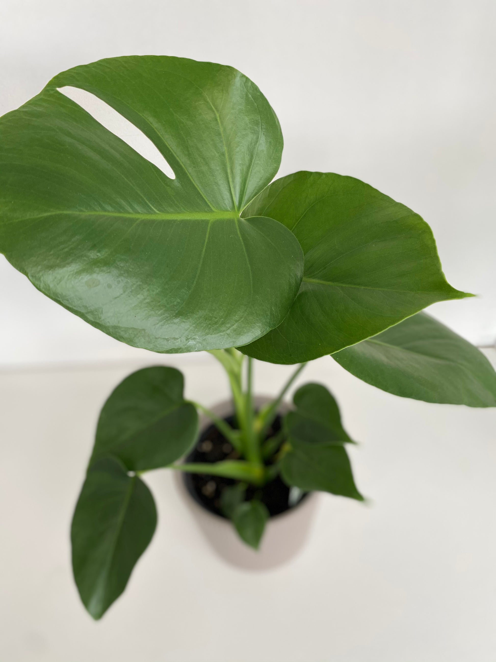 monstera deliciosa buy nz Monstera Deliciosa Indoor Plant - Mother's Day Gift NZ