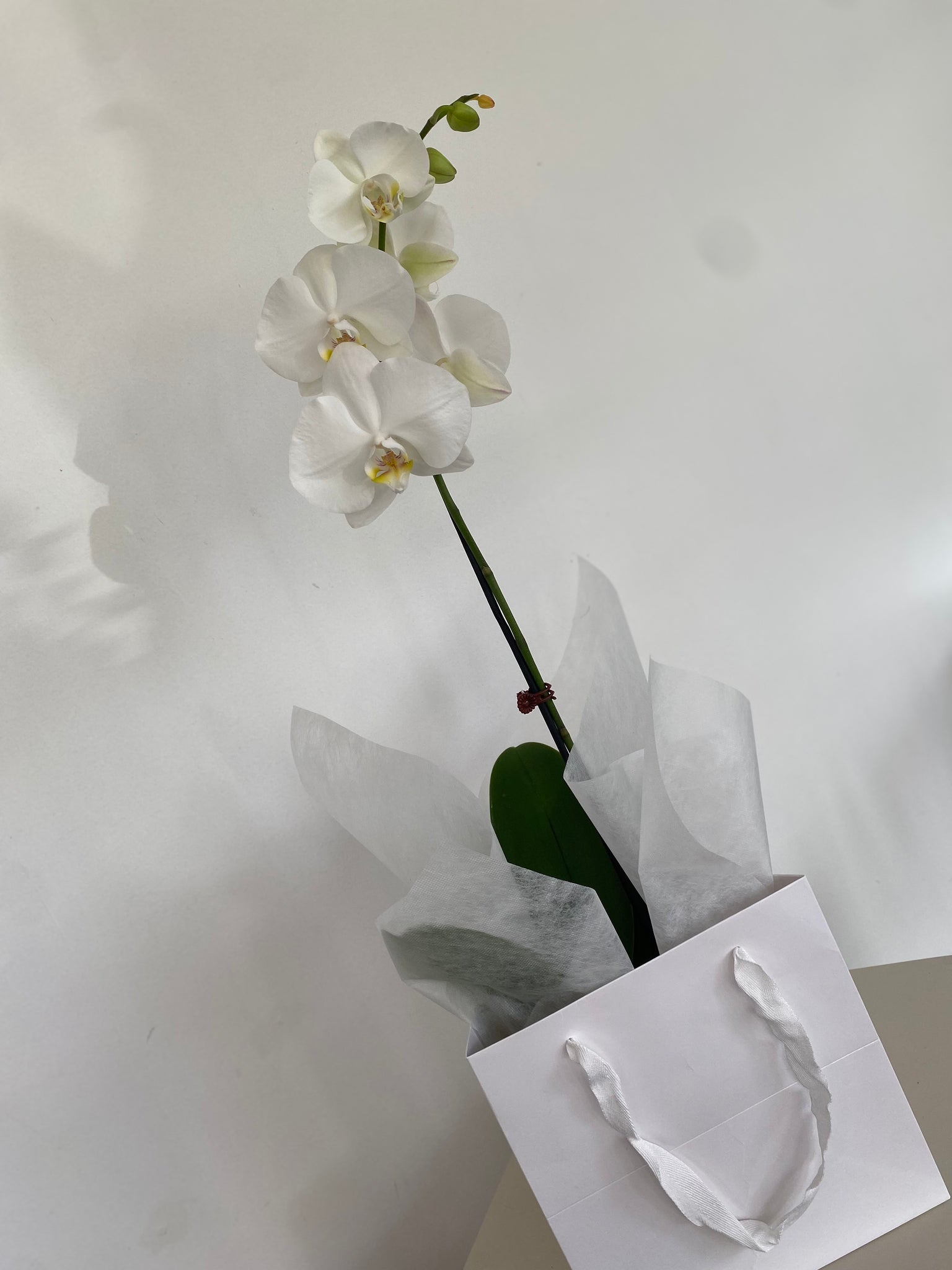 Phalaenopsis Orchid