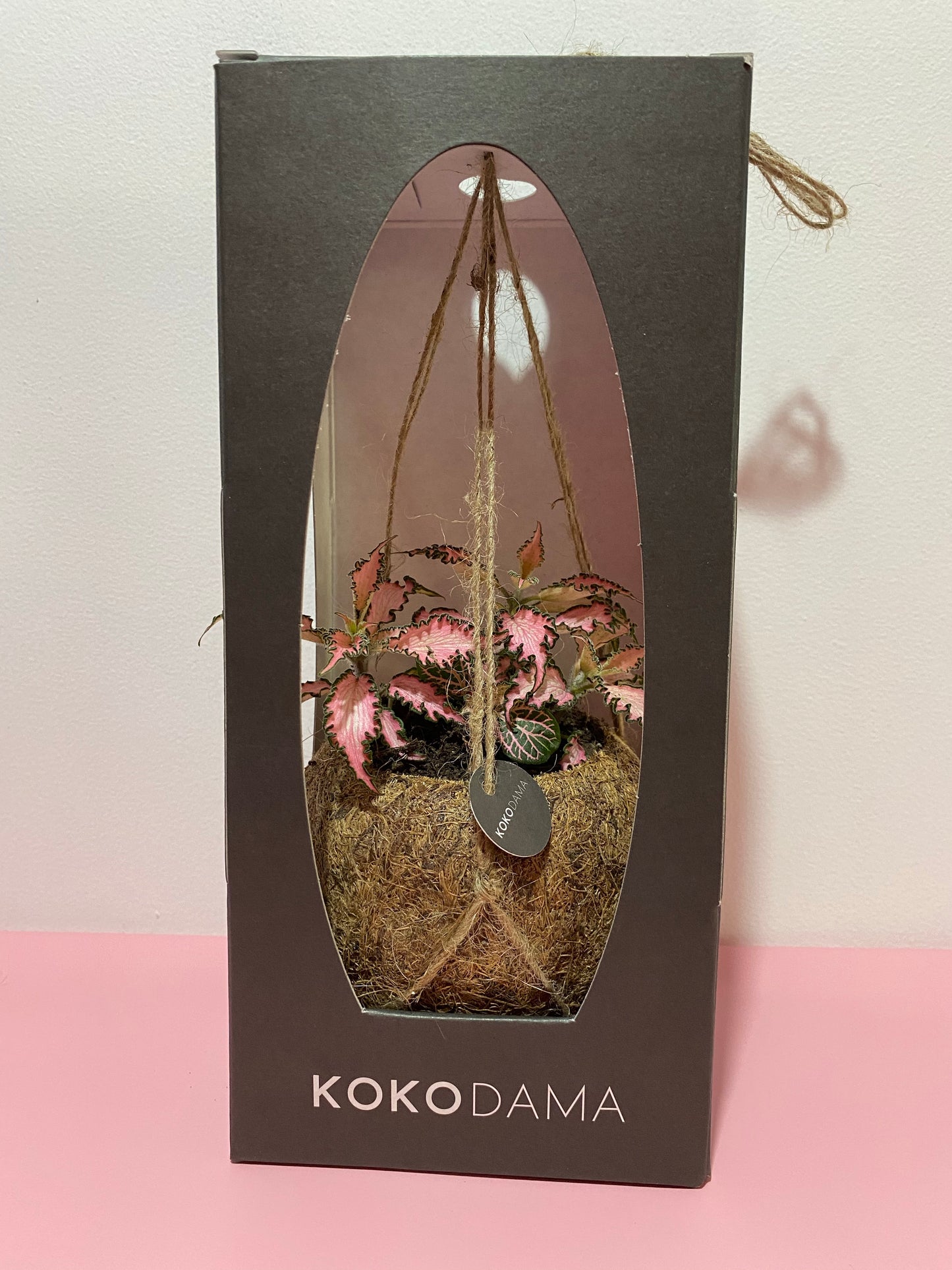 Kokodama hanging plant pink Fittonia
